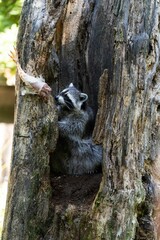 Curious raccoon perched in a tree, surveying its surroundings with an inquisitive gaze