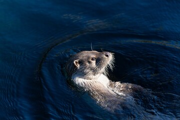 Cute otter swims through a body of water, its fur coat shimmering in the sunlight