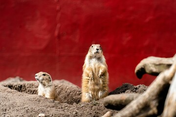 Closeup of two prairie dogs in a zoo