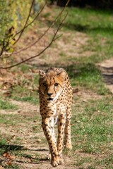 Fototapeta premium Majestic cheetah strides along a dirt pathway, surrounded by lush green grass