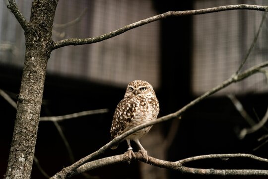 Closeup of an owl perched on a tree branch in a zoo
