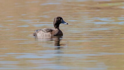 Brown-feathered duck leisurely swimming in a calm pond