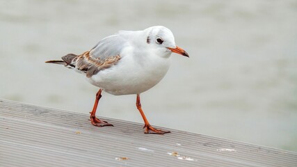 Black-headed gull perched on a wooden deck on the lakeside