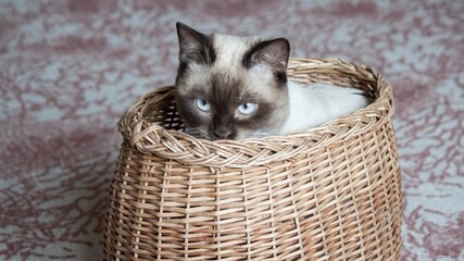 Adorable little cat with blue eyes inside a basket in a room