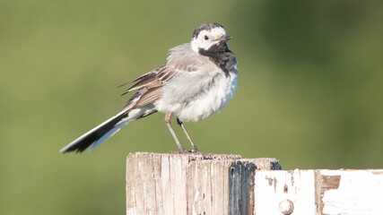 Small White wagtail bird perched atop a wooden post on a sunny day