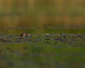 Little grebe (Tachybaptus ruficollis) swimming in a calm lake