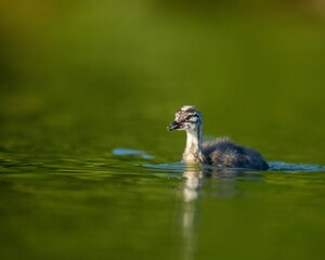 Great crested grebe (Podiceps cristatus) chick swimming in a calm lake