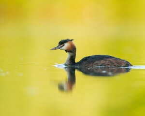 Great crested grebe (Podiceps cristatus) swimming in a calm lake