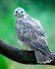 Buzzard perched on a tree branch