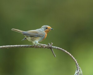 Robin perched on a tree branch