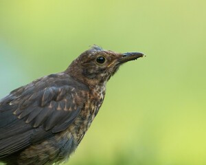 Closeup shot of a young blackbird