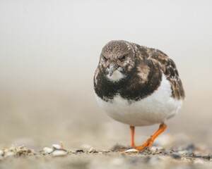 Closeup shot of a ruddy turnstone (arenaria interpreter) looking for food