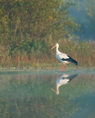 White stork wading in the water