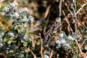 Macro shot of a dwarf mantis standing atop a bed of lush grass and wildflowers