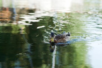 American black duck swimming through the tranquil waters.