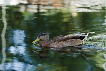 American black duck swimming through the tranquil waters.