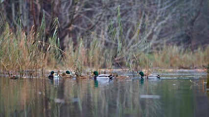 Group of wild ducks swimming in the tranquil lake.