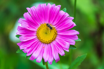 Honey Bee, Apis mellifera, gathering nectar and pollen from a pink aster flower