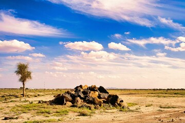 Scenic dirt road through a barren field punctuated by jagged rocks and trees scattered throughout - obrazy, fototapety, plakaty