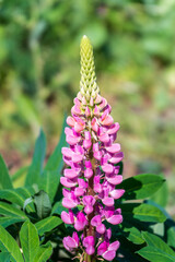 Lupins, lupin plant, lupinus, with pink flowers growing in a back garden