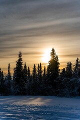 Fototapeta na wymiar Beautiful winter landscape with a picturesque sunset seen through snow-capped pine trees