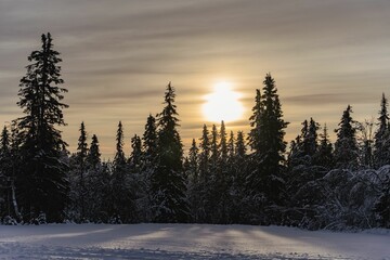 Beautiful winter landscape with a picturesque sunset seen through snow-capped pine trees © Wirestock