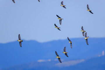 海水のミネラル分を摂取するため、山から波打ち際に飛来してくる美しいアオバト（ハト科）の群れ。
神奈川県の天然記念物に指定。
神奈川県中郡大磯町照ヶ崎海岸にて。
2023年10月21日撮影。

A flock of beautiful White-bellied Green Pigeon fly into the surf from the mountains to ingestion with m