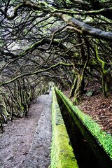 Scenic pathway featuring an abundance of mossy trees.