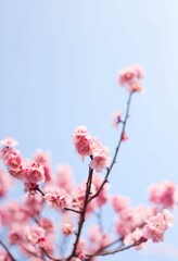 Blossoming tree with pink flowers