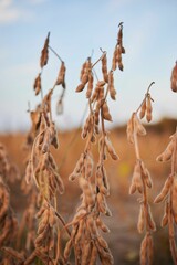 Closeup shot of soybean pods in the field