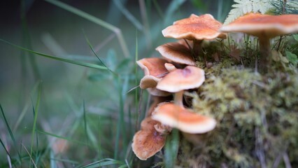 Vibrant, natural image featuring a cluster of mushrooms growing atop an aged, gnarled tree trunk © Wirestock