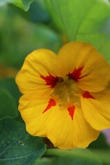 Vibrant Nasturtium flower accentuated by a lush backdrop of green foliage