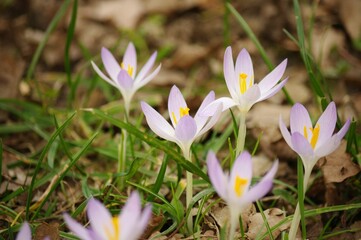 Beautiful purple and crocus in the forest or park.