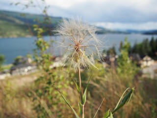 Tranquil, rural landscape with a dandelion flower against a backdrop of a small town and a lake