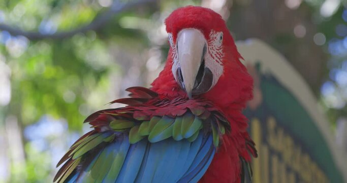 Red and Green Macaw ruffling feathers grooming self