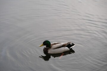 Closeup of a mallard swimming on a pond in the daylight