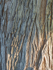 Old tree bark texture willow wood