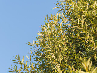 Green willow branches with leaves background