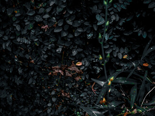 Close-up view of green leaves.