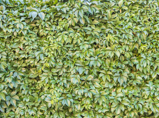 Green leaves wall background. Nature of green leaf in garden at summer. Natural green leaves plants using as spring background cover page environment ecology