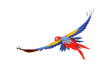 Obraz na płótnie Canvas Colorful flying parrot isolated on transparent background png file