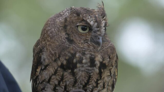 A Juvenile Western Screech Owl (Megascops kennicottii) delights visitors to a Canadian park on a rainy day