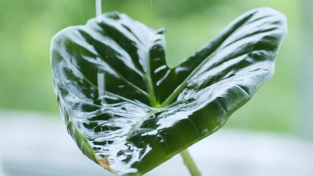 Slowly pouring some water on a Colocasia esculenta leaf as it collects and drips some of the excess water down.