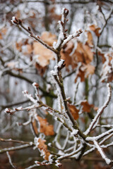 Frost Formation Along the Branch of a Tree, Symbolizing Cold and Winter Mood