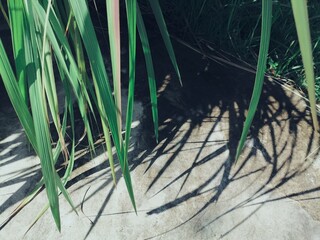 Green vetiver leaves background or texture
