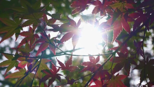 Japanese autumn leaves swaying in the wind. The autumn scenery of Japan.