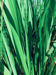 Green vetiver leaves background or texture