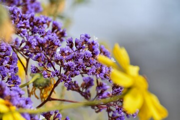 Close-up shot of a Blue beach lilac flower grown in the garden in spring