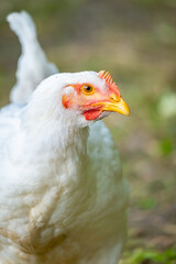 a white chicken standing in the grass next to a pile of hay