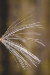 Macro shot of a small, green plant with long white seeds and thin, elongated stalks